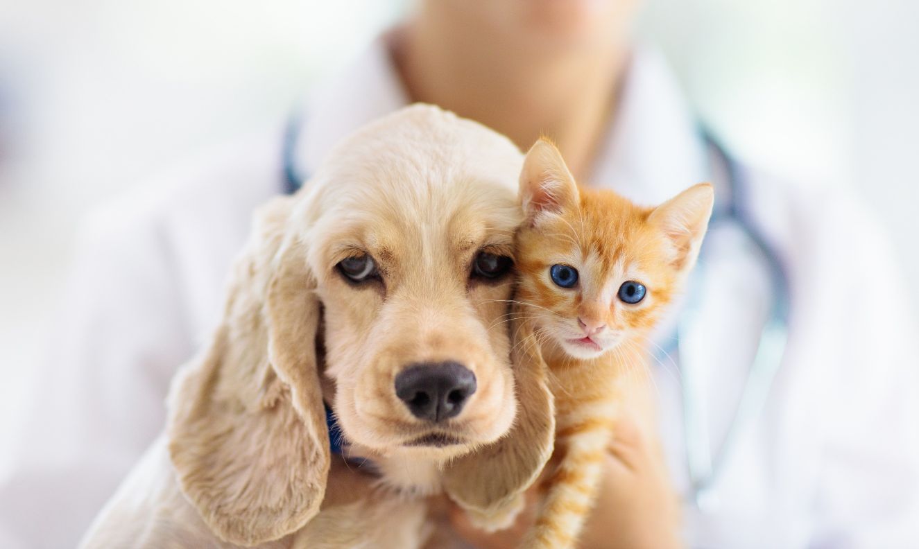 Servicio 24h para mascotas en Clínica Veterinaria las Flores